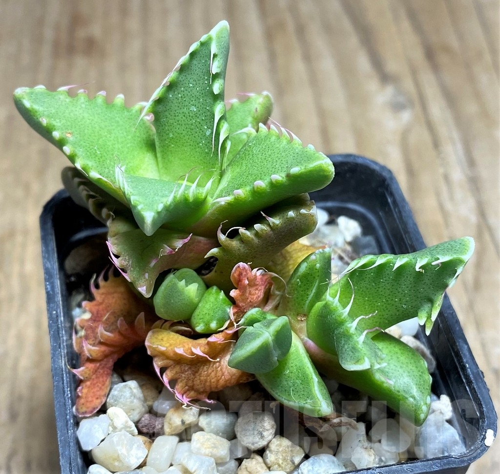 SHPR22884 Faucaria candida