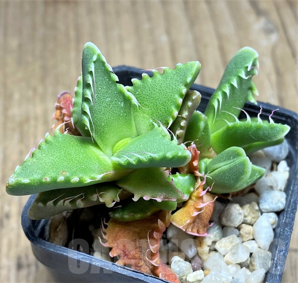 SHPR22884 Faucaria candida - Obrázek 2