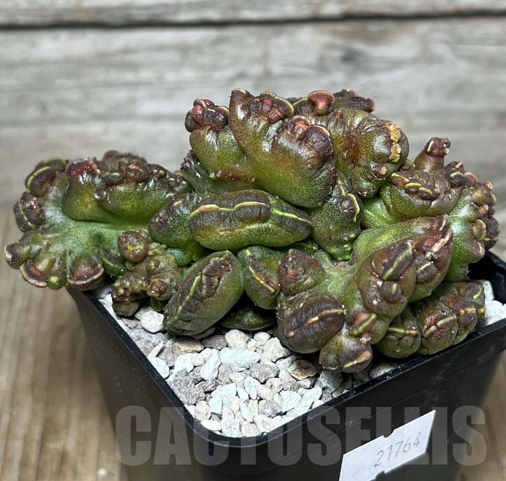 SHPR21764 Echinopsis 'Chocolate' - Obrázek 2