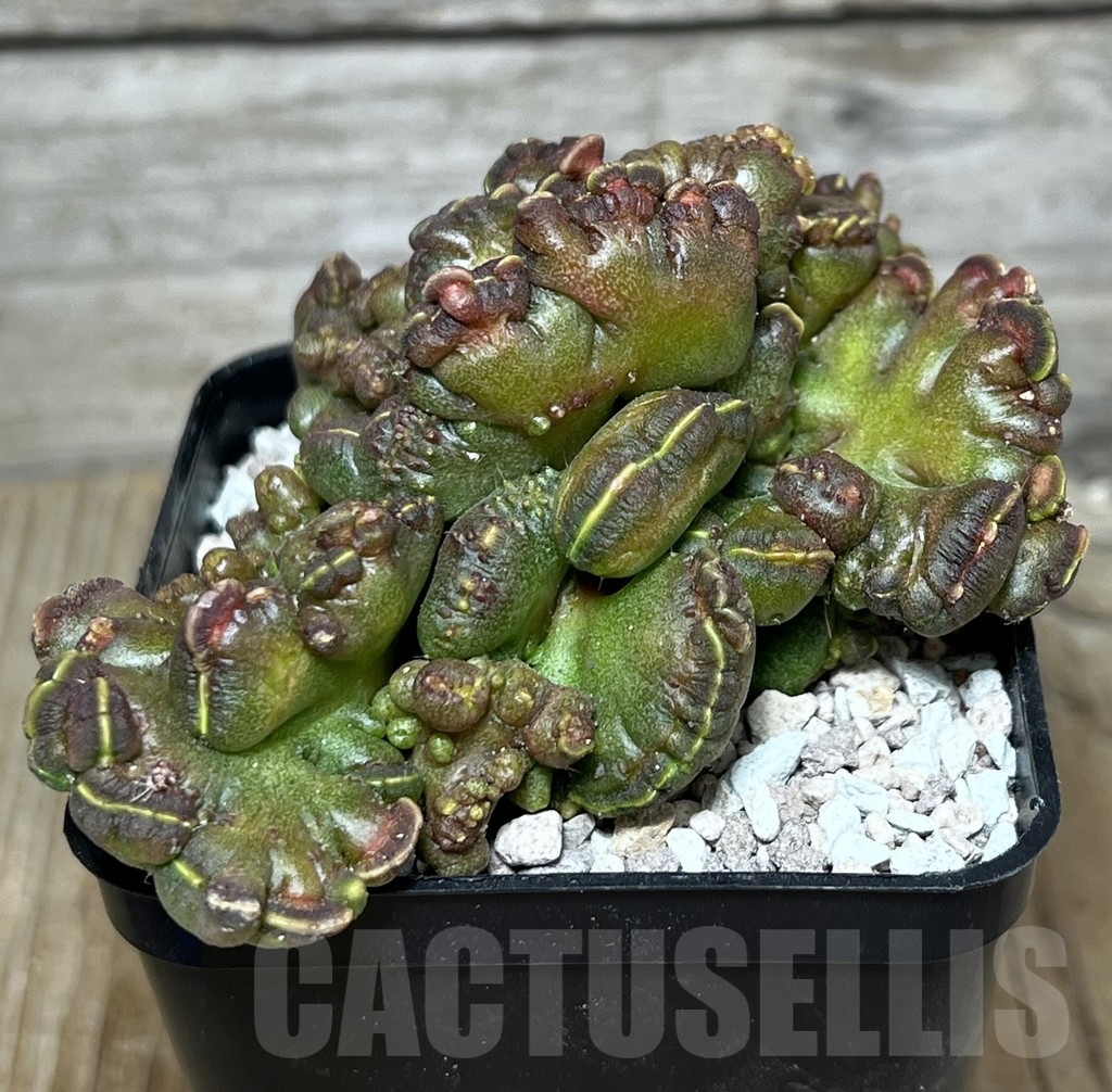 SHPR21764 Echinopsis 'Chocolate'