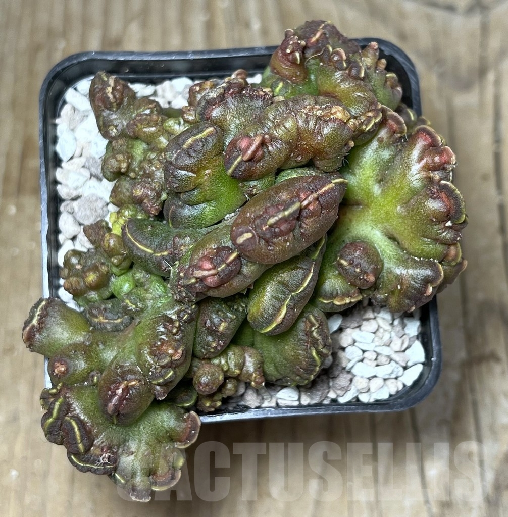 SHPR21764 Echinopsis 'Chocolate' - Obrázek 3