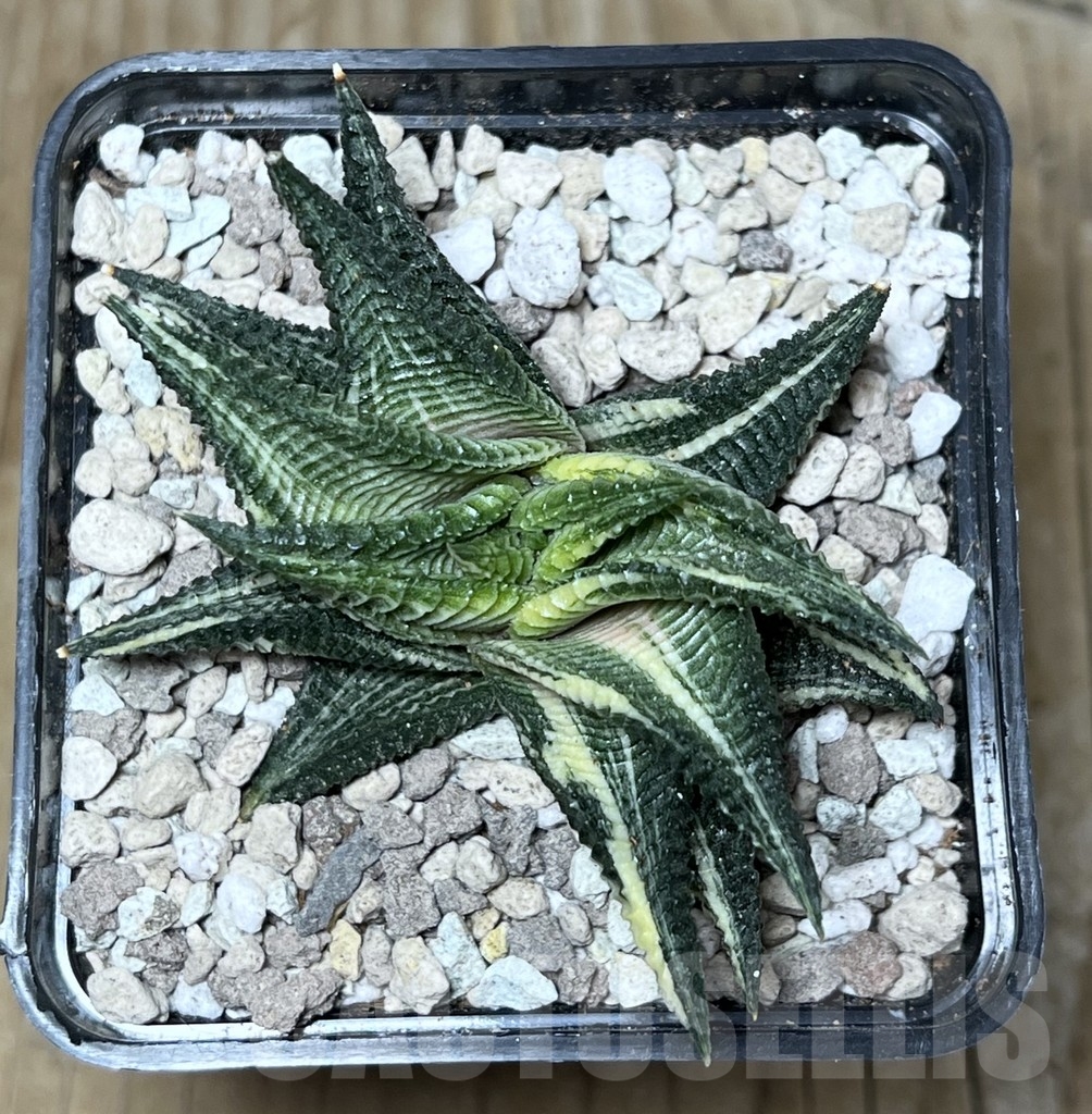 SHPR21765 Haworthia limifolia f. variegata – Bild 2