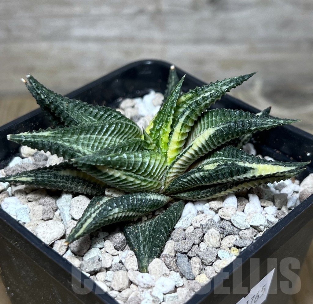 SHPR21765 Haworthia limifolia f. variegata