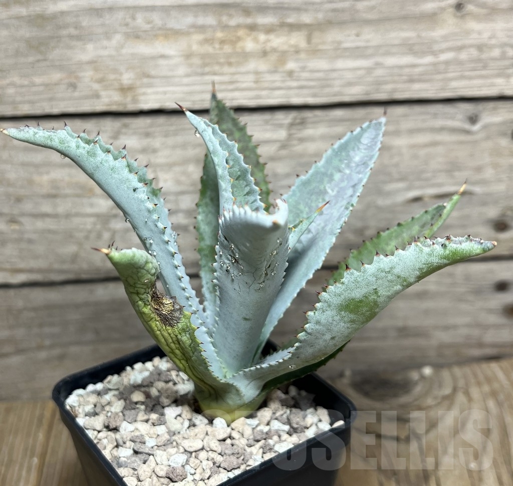 SHPR21766 Mangave 'Silver Fox' – Bild 4