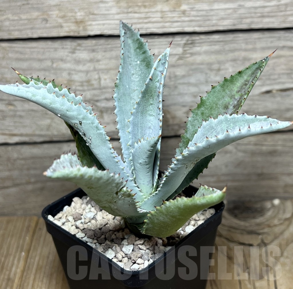 SHPR21766 Mangave 'Silver Fox' – Bild 2