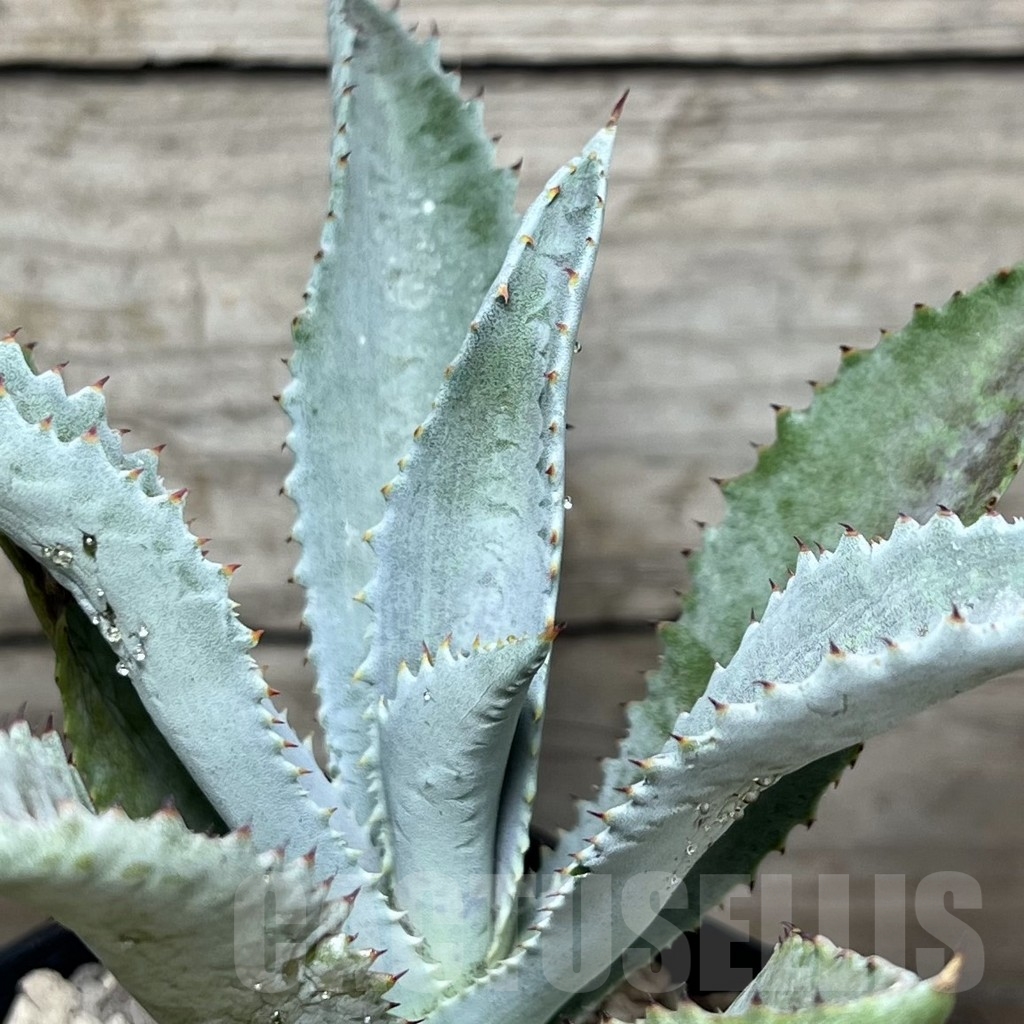 SHPR21766 Mangave 'Silver Fox'