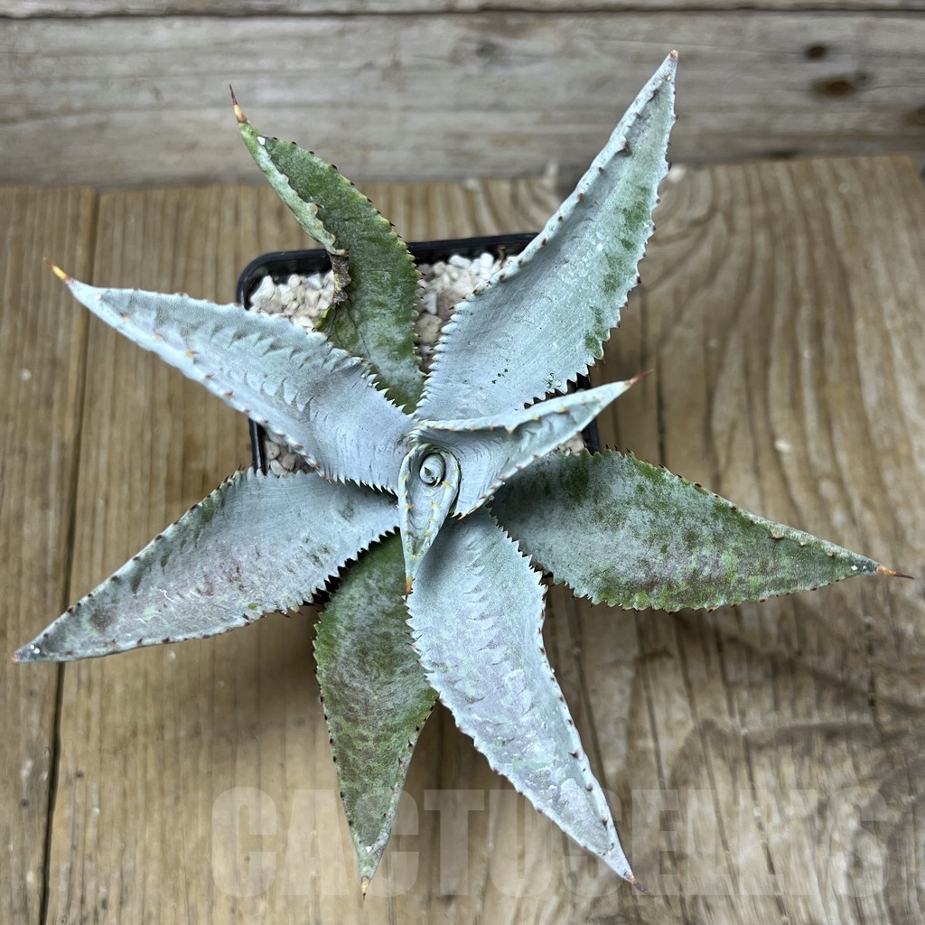 SHPR21766 Mangave 'Silver Fox' – Bild 3