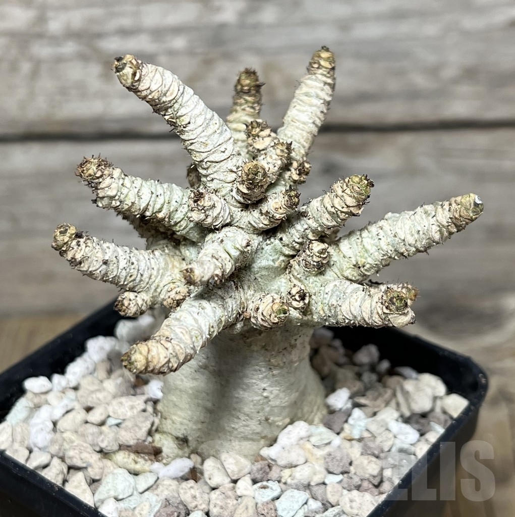SHPR21768 Adenium mini