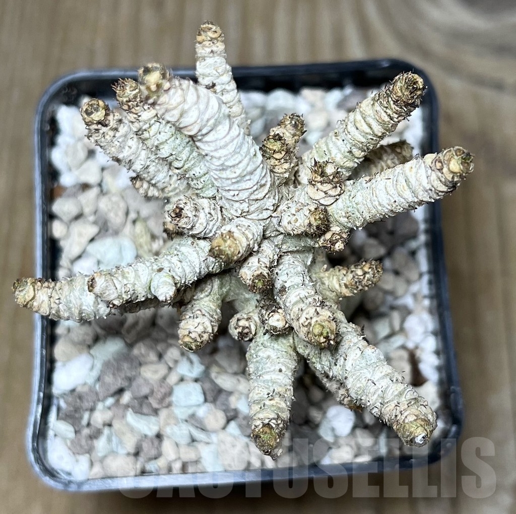 SHPR21768 Adenium mini – Bild 2