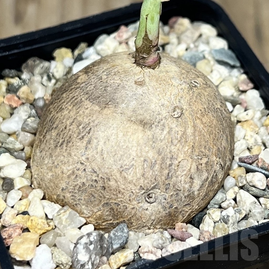 SHPR21769 Stephania erecta - Image 2