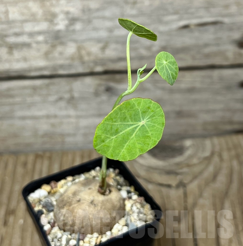 SHPR21769 Stephania erecta