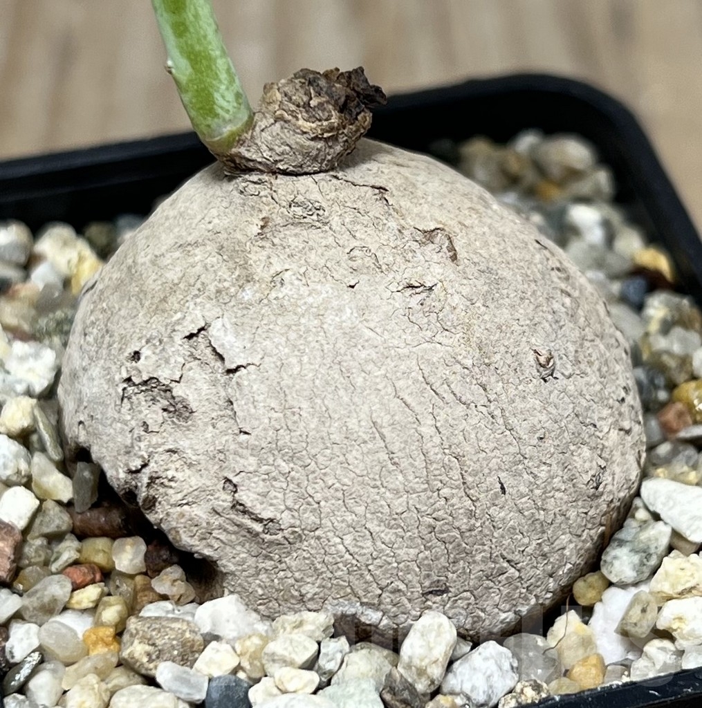 SHPR21770 Stephania erecta - Image 2