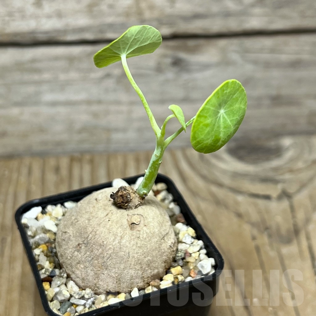 SHPR21770 Stephania erecta