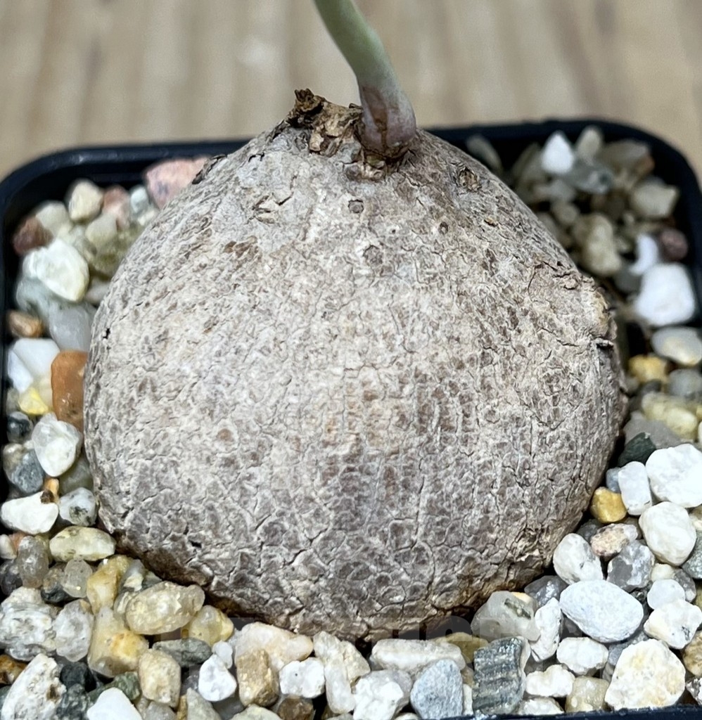 SHPR21771 Stephania erecta - Image 2