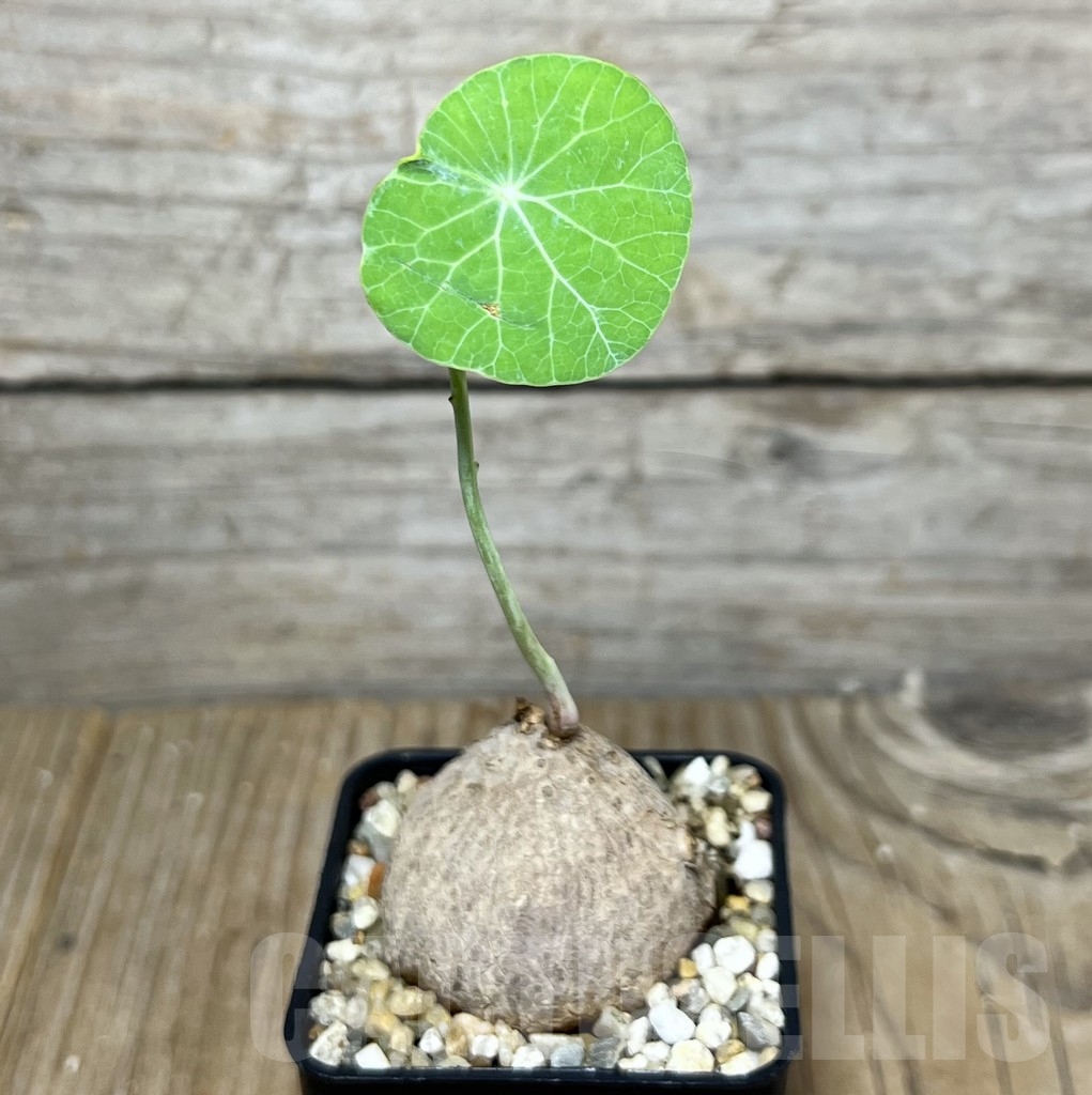 SHPR21771 Stephania erecta