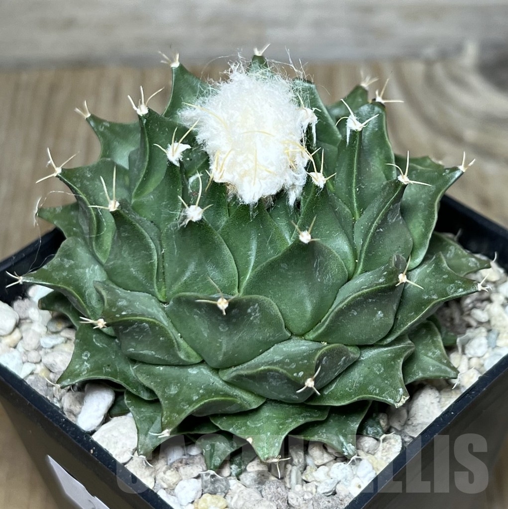 SHPR21773 Obregonia denegrii