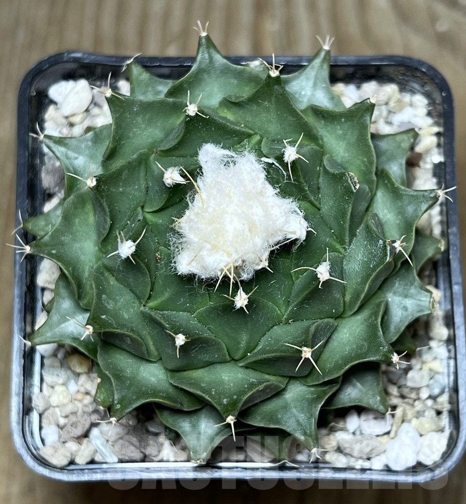 SHPR21773 Obregonia denegrii - immagine 2