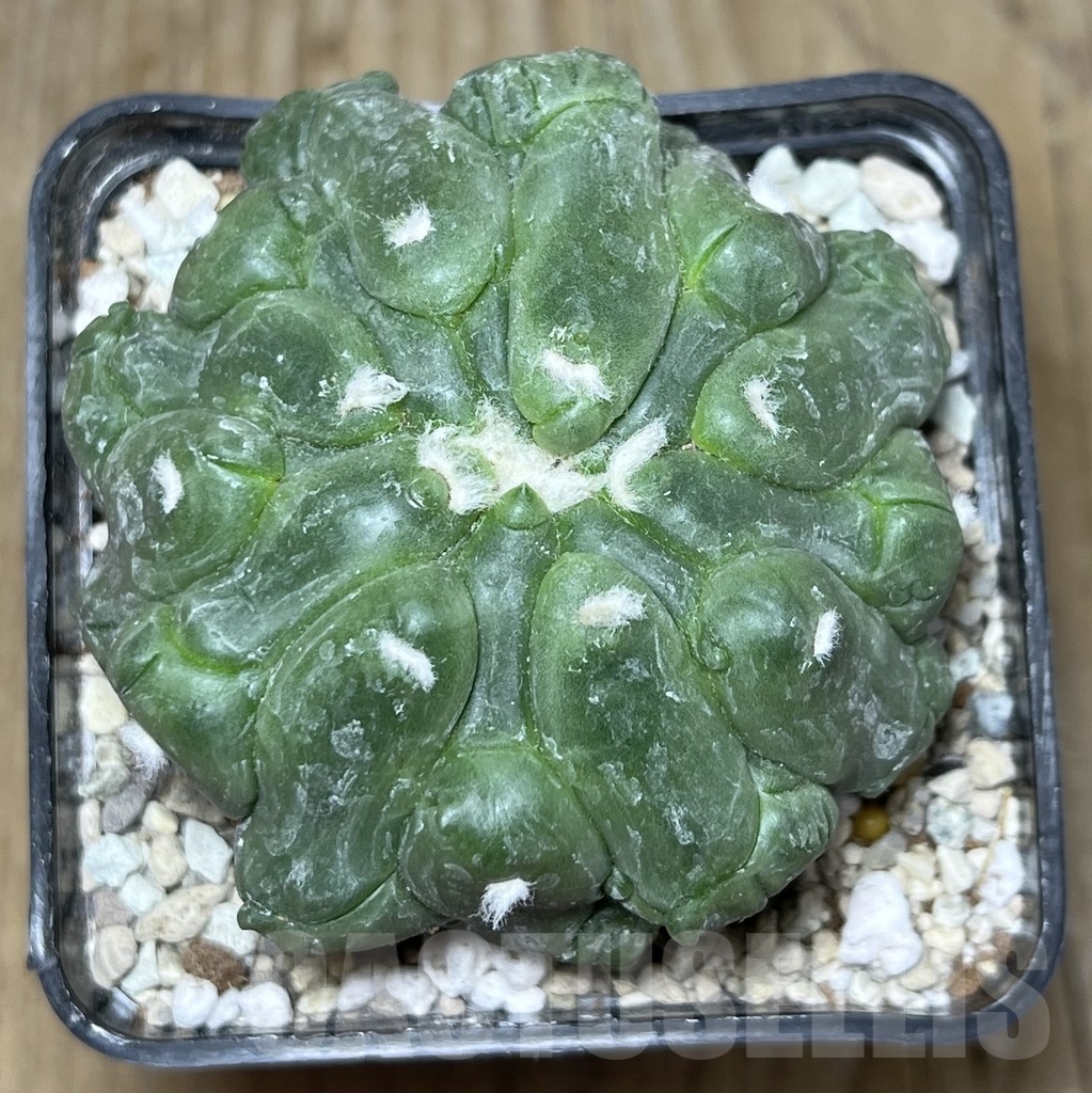 SHPR21774 Astrophytum asterias ‘Kikko Lizard Skin’ - immagine 2