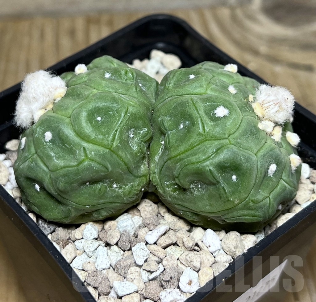 SHPR21775 Astrophytum asterias ‘Kikko Lizard Skin’ - immagine 2