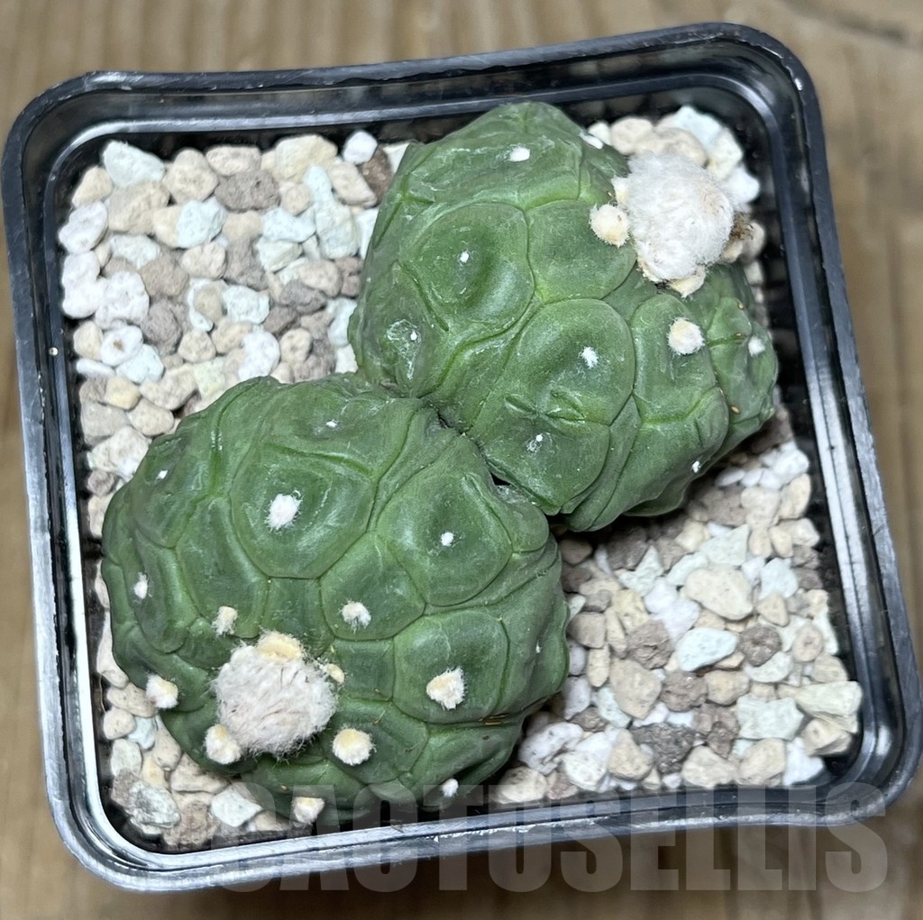 SHPR21775 Astrophytum asterias ‘Kikko Lizard Skin’ - immagine 3