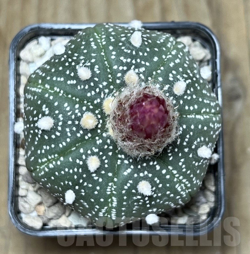 SHPR21776 Astrophytum asterias ‘Akabana’ - immagine 2