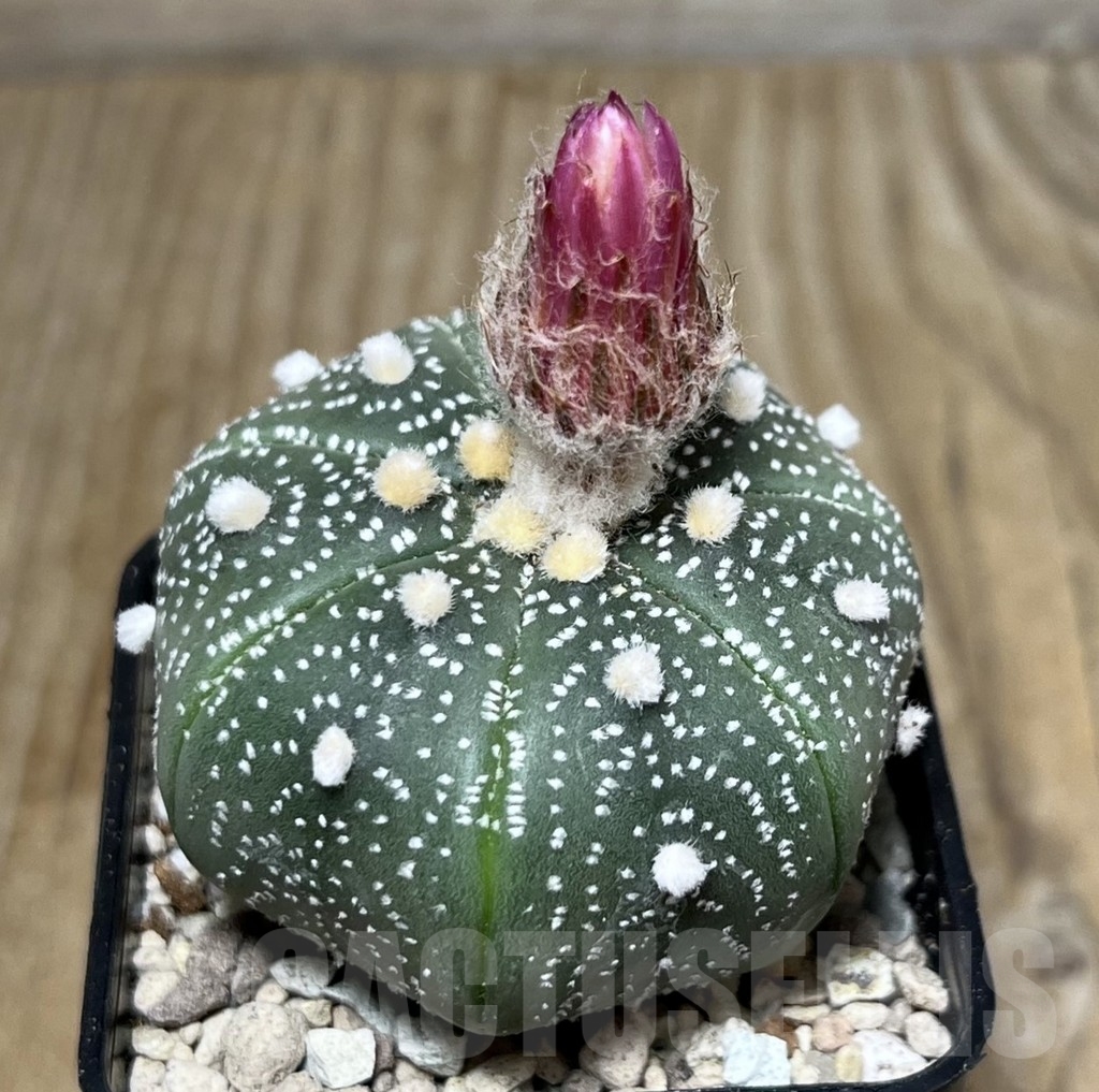 SHPR21776 Astrophytum asterias ‘Akabana’