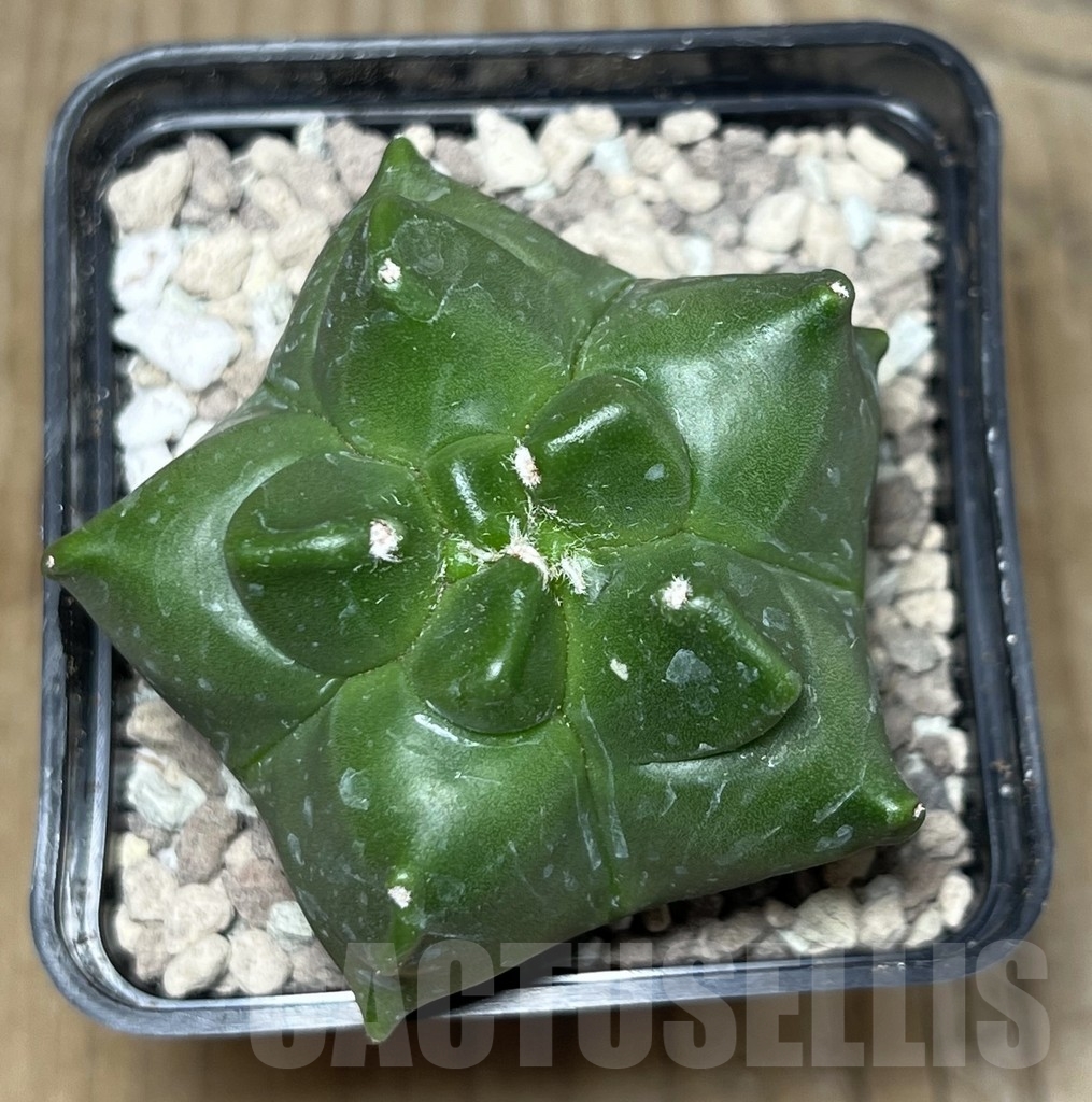 SHPR21777 Astrophytum myriostigma ‘Kikko’ - immagine 2