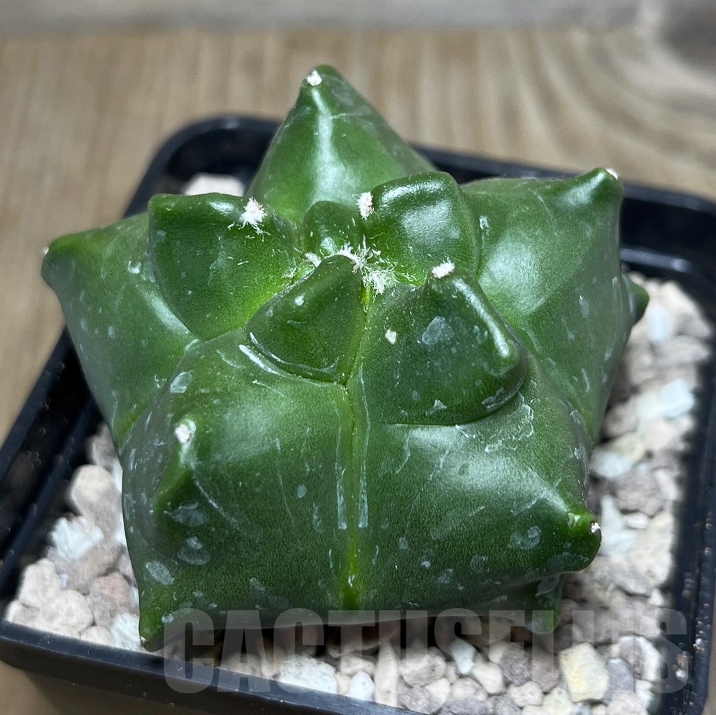 SHPR21777 Astrophytum myriostigma ‘Kikko’