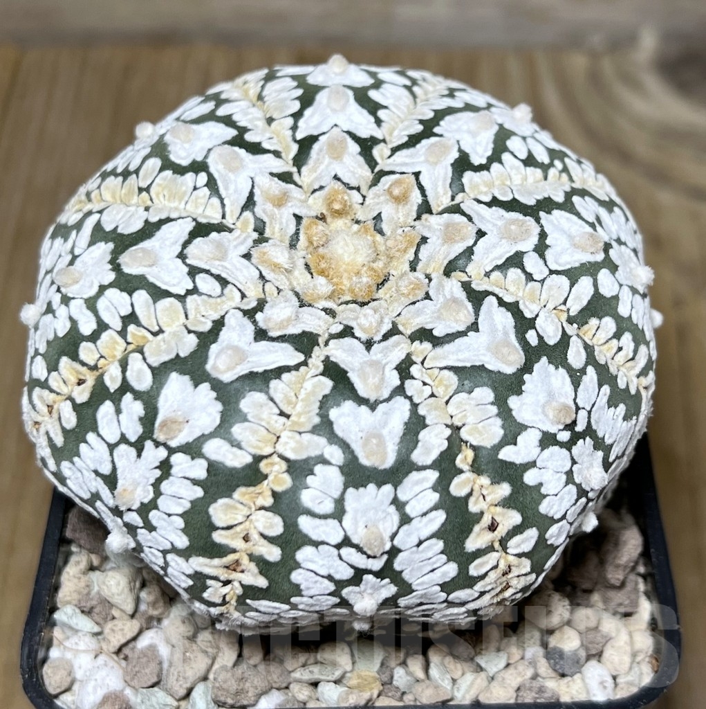 SHPR21778 Astrophytum asterias ‘SK’ V-Type - 画像 (2)