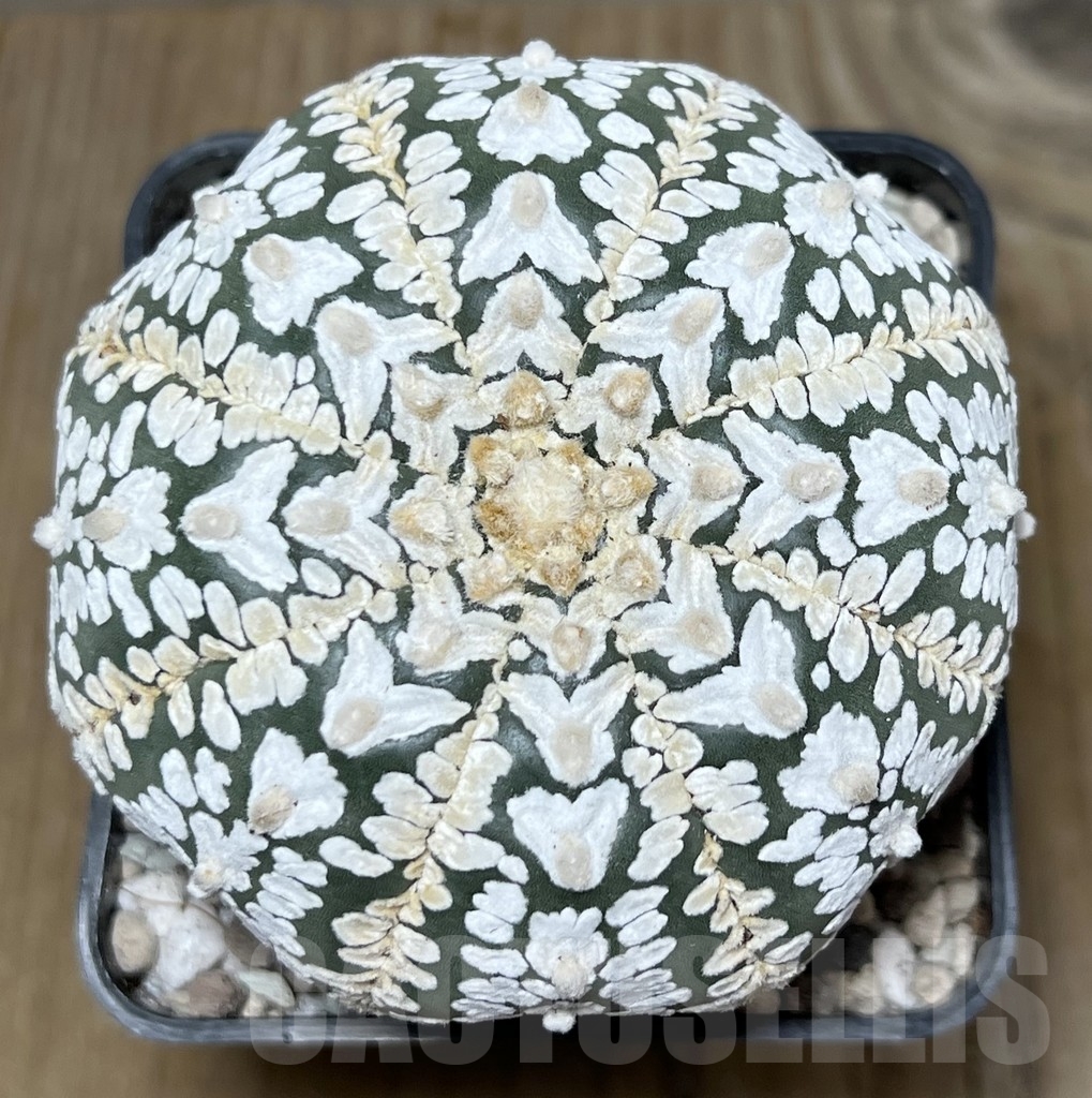 SHPR21778 Astrophytum asterias ‘SK’ V-Type