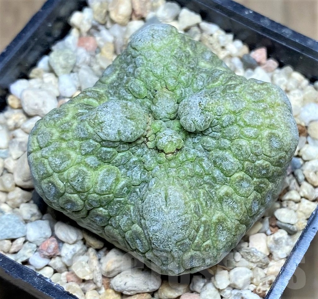 SHPR22948 Pseudolithos cubiformis - Imagen 2