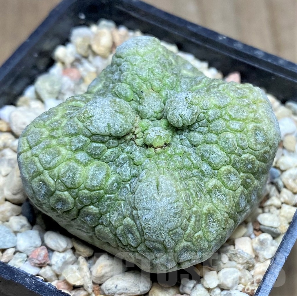 SHPR22948 Pseudolithos cubiformis