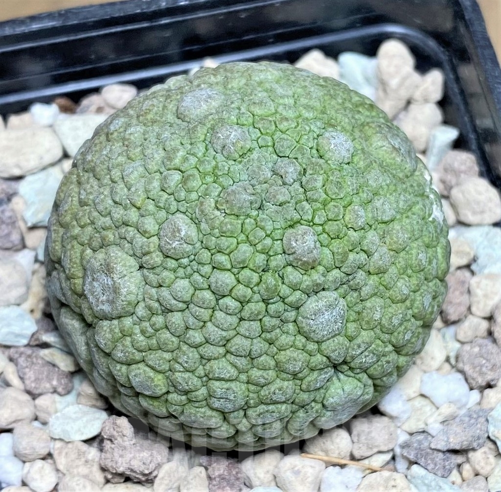 SHPR22950 Pseudolithos migiurtinus - Image 2