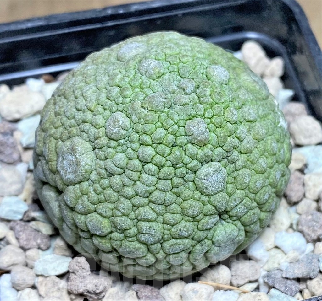 SHPR22950 Pseudolithos migiurtinus