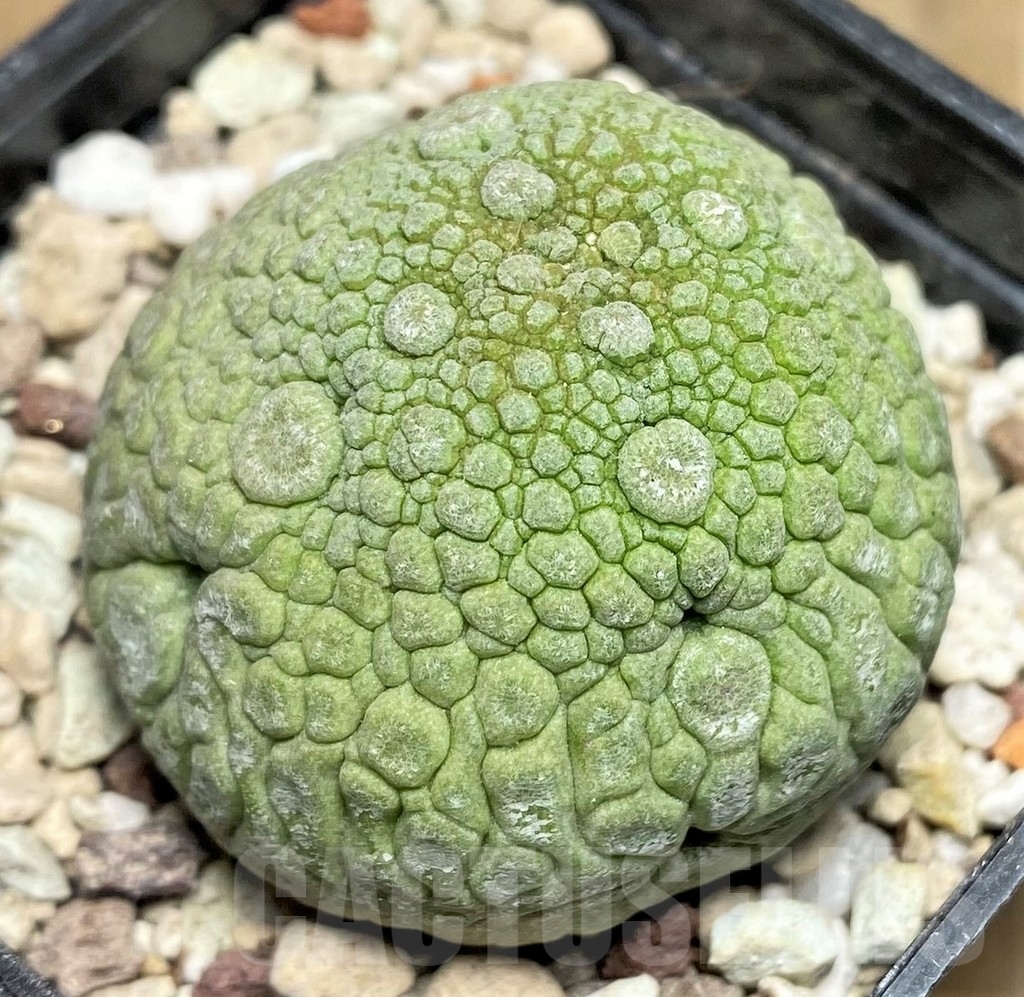 SHPR22952 Pseudolithos migiurtinus - Image 2