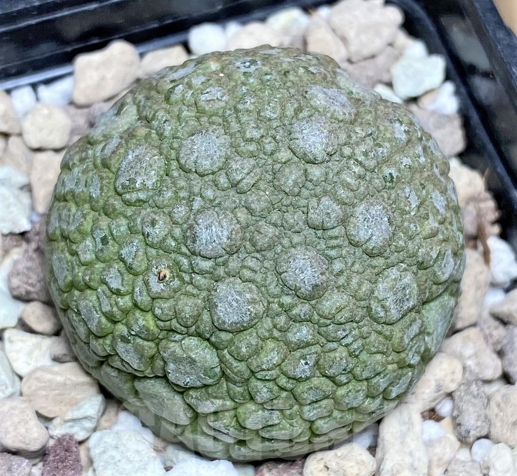 SHPR22953 Pseudolithos migiurtinus - Image 2
