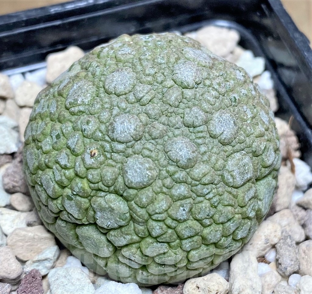 SHPR22953 Pseudolithos migiurtinus