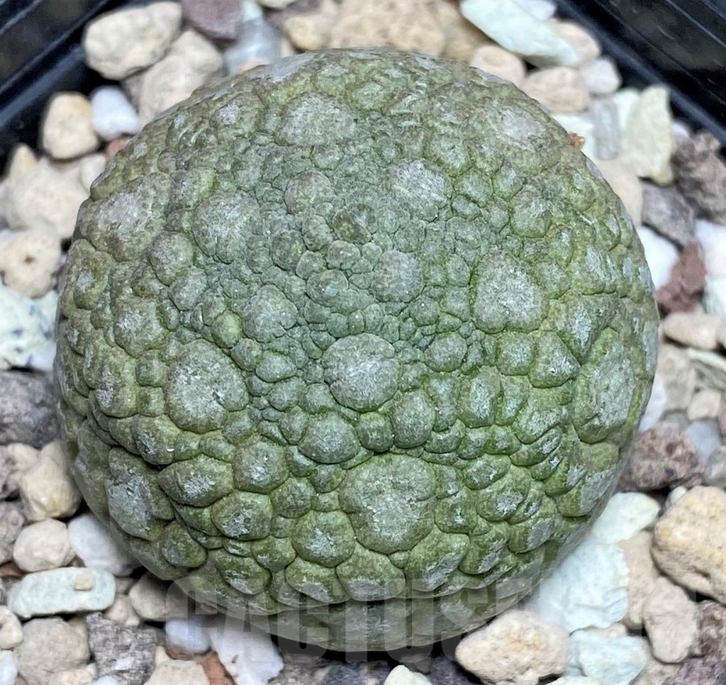 SHPR22954 Pseudolithos migiurtinus - Image 2