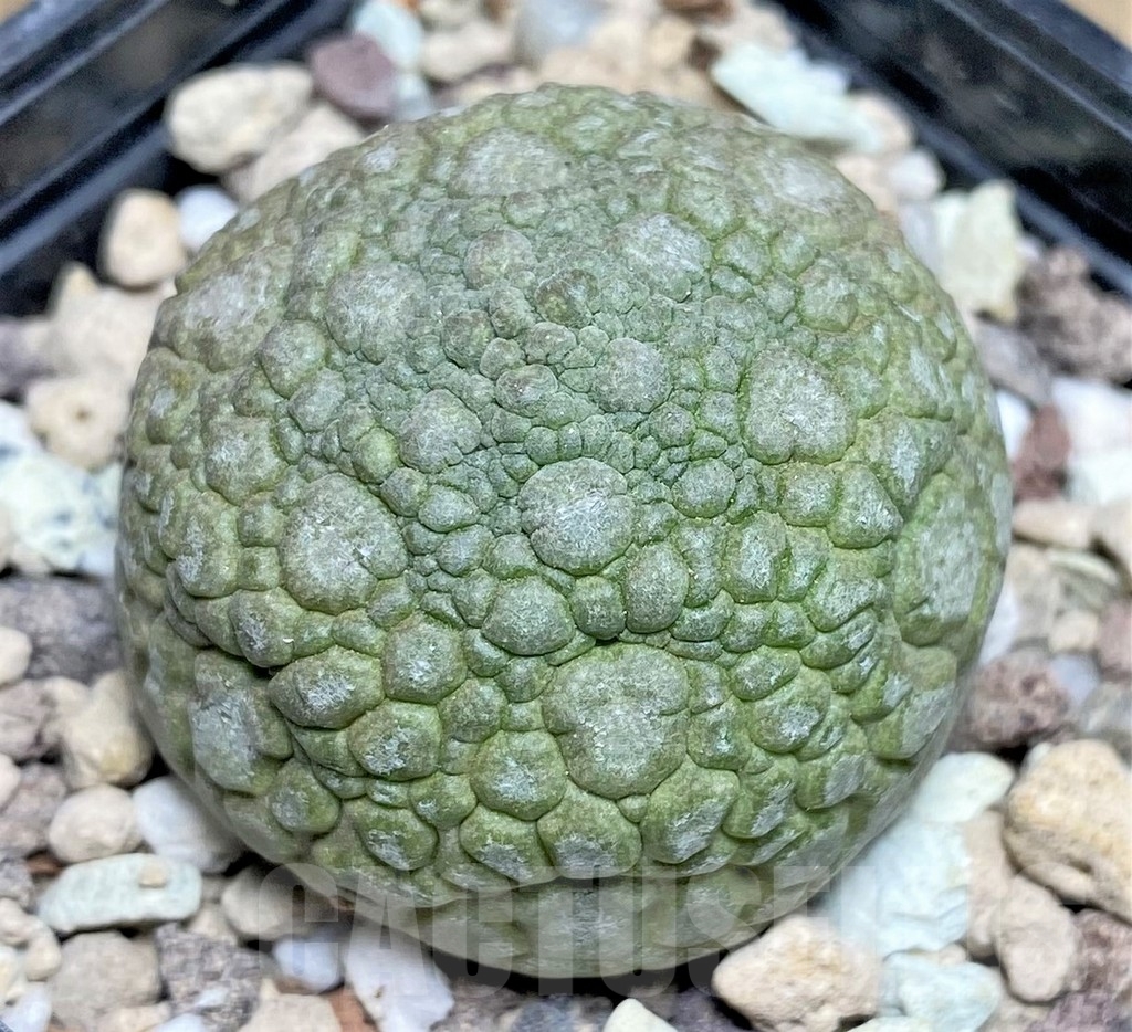 SHPR22954 Pseudolithos migiurtinus