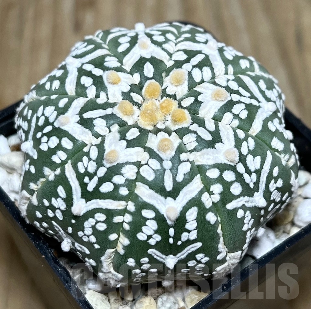 SHPR21901 Astrophytum asterias ‘Miracle’ V-Type - immagine 2