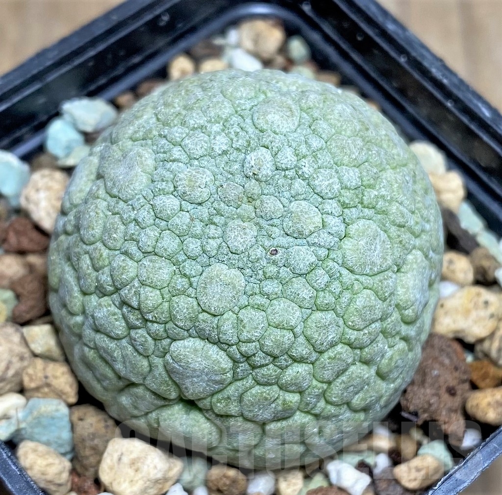 SHPR22956 Pseudolithos migiurtinus