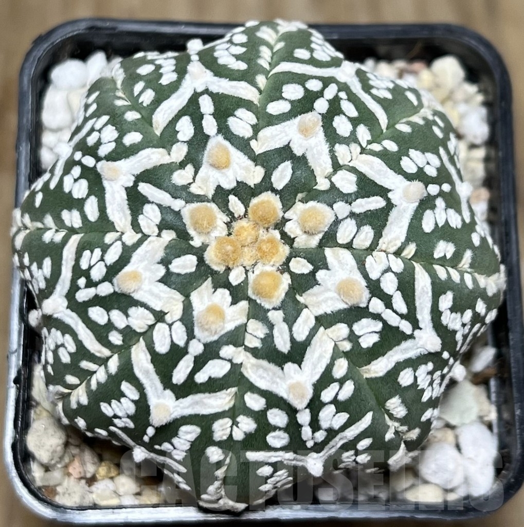 SHPR21901 Astrophytum asterias ‘Miracle’ V-Type