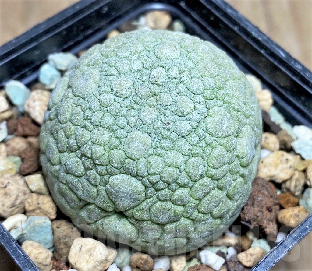 SHPR22956 Pseudolithos migiurtinus - Image 2