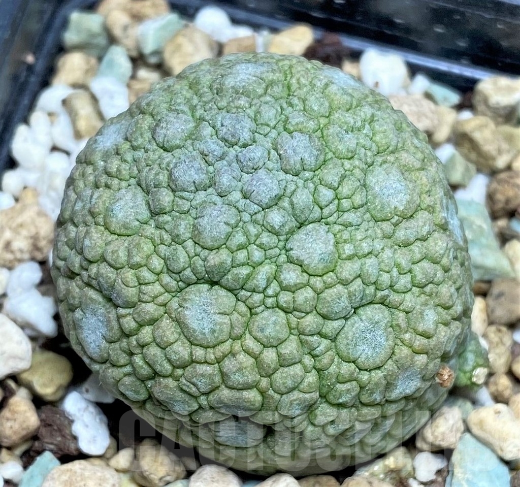 SHPR22957 Pseudolithos migiurtinus