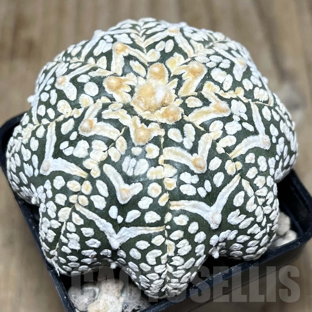 SHPR21902 Astrophytum asterias ‘Miracle’ V-Type