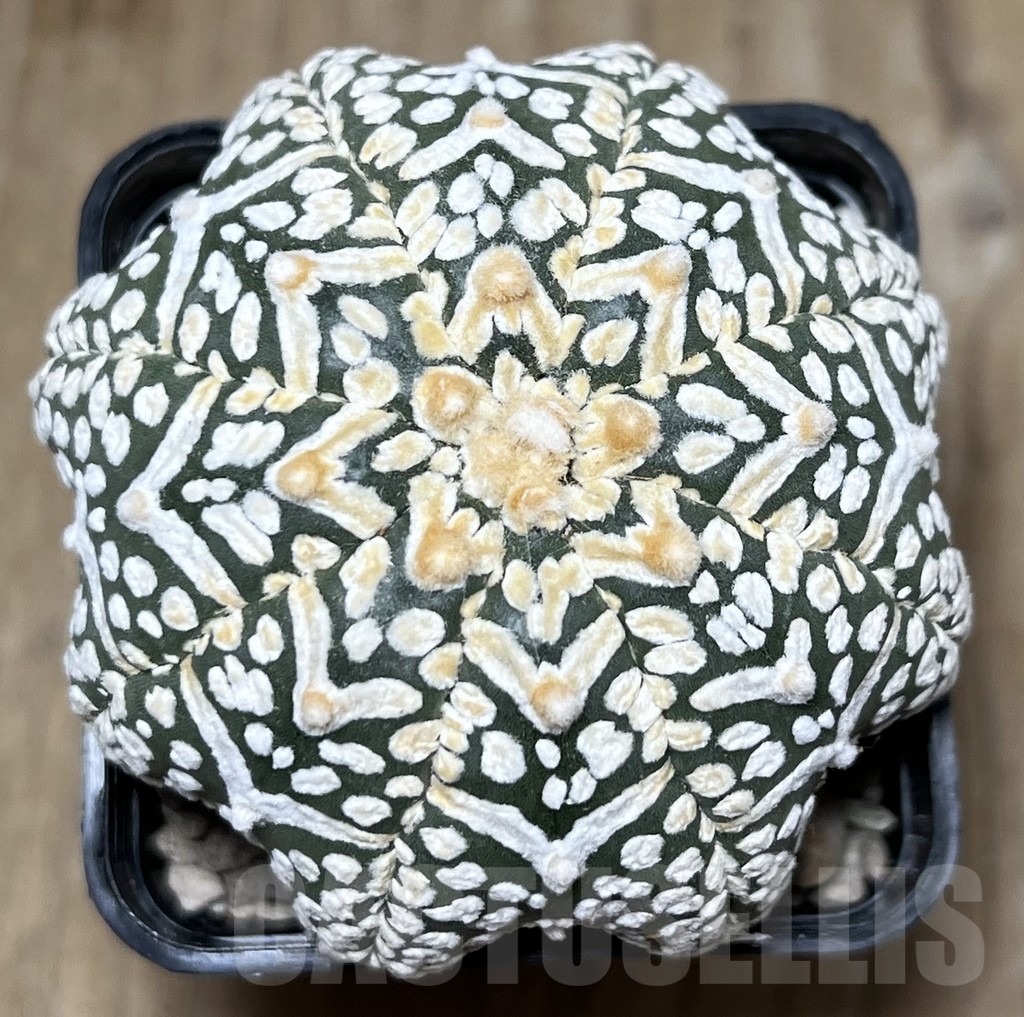 SHPR21902 Astrophytum asterias ‘Miracle’ V-Type - immagine 2