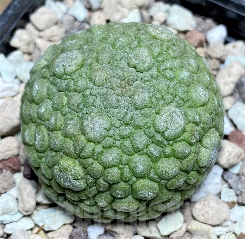 SHPR22958 Pseudolithos migiurtinus