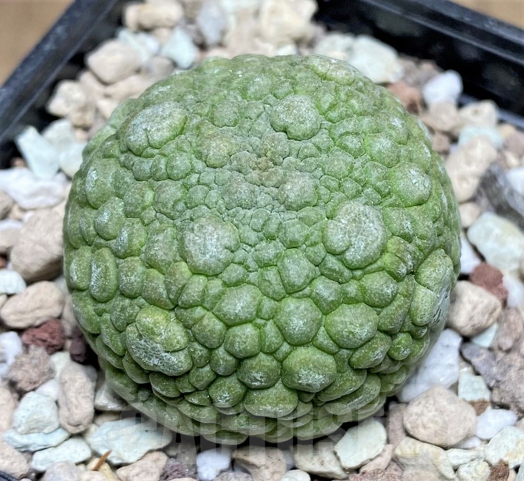 SHPR22958 Pseudolithos migiurtinus - Image 2