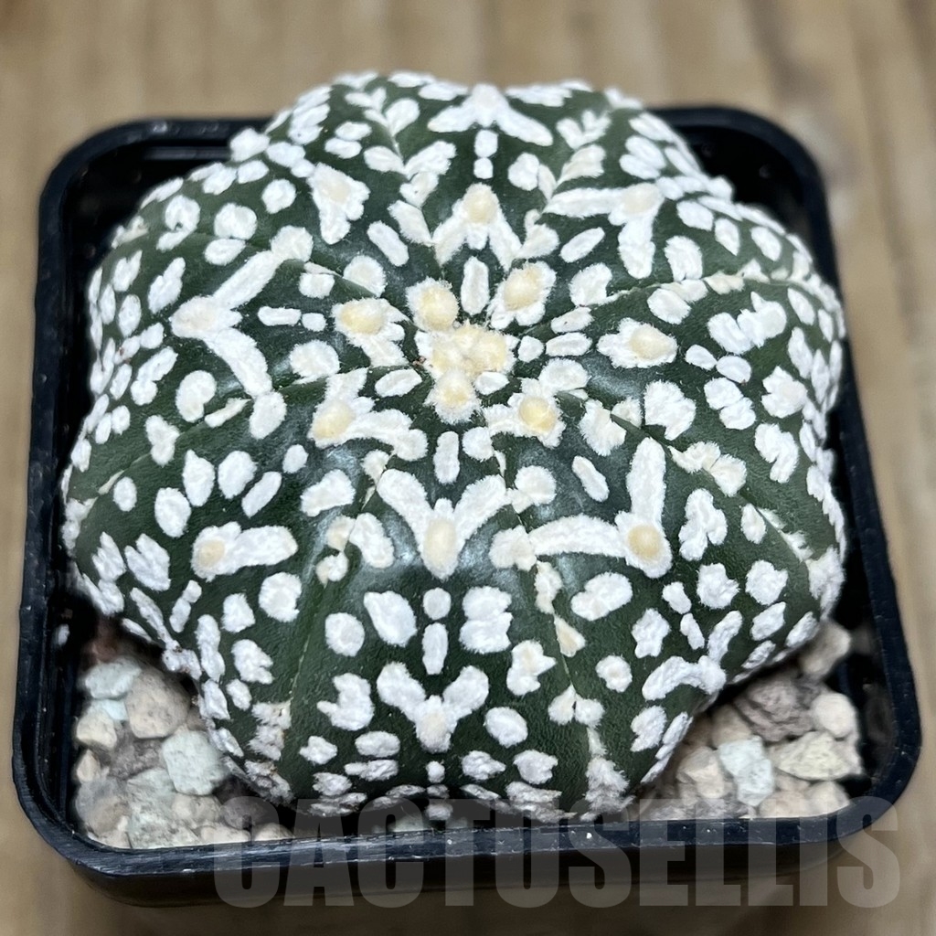 SHPR21903 Astrophytum asterias ‘Miracle’ V-Type - Imagen 2