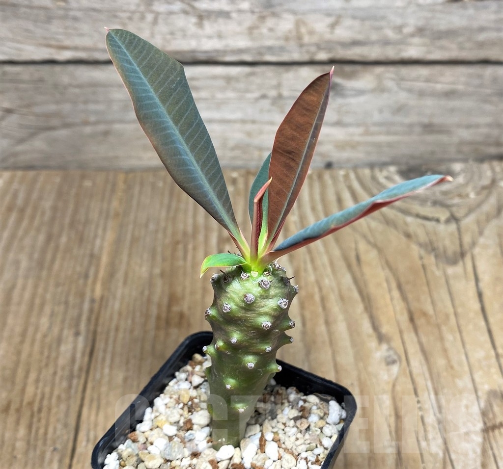 SHPR22959 Euphorbia pachypodioides